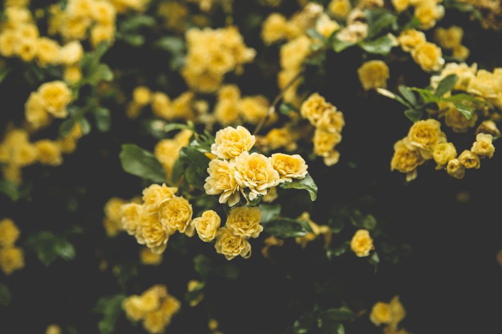 yellow flowers