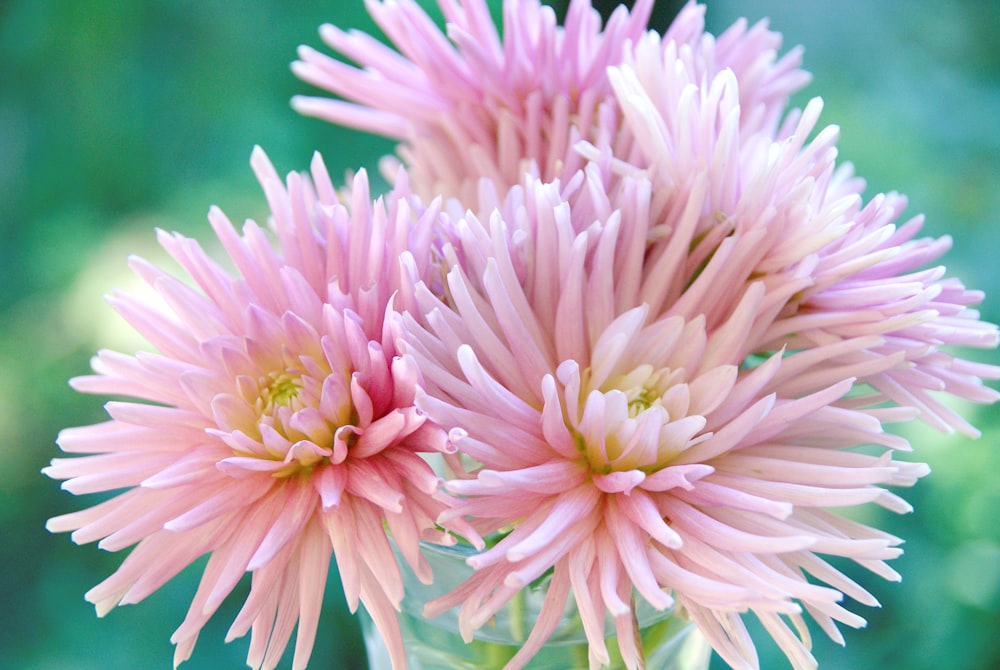 pink flowers