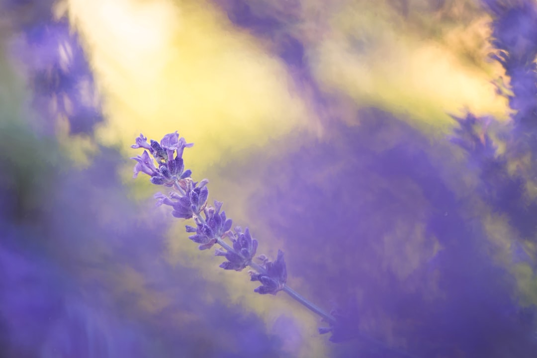 closeup photo of purple petaled flower