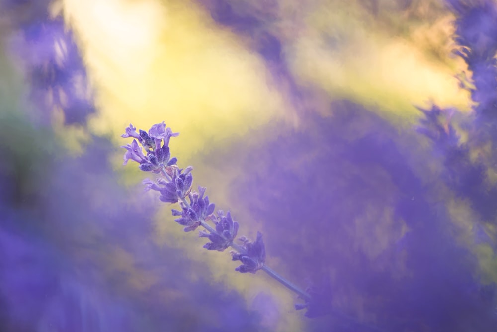 Foto de primer plano de flor de pétalos púrpura