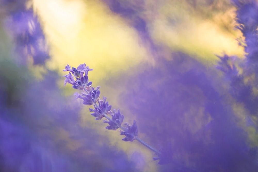 photo en gros plan de fleur à pétales violets