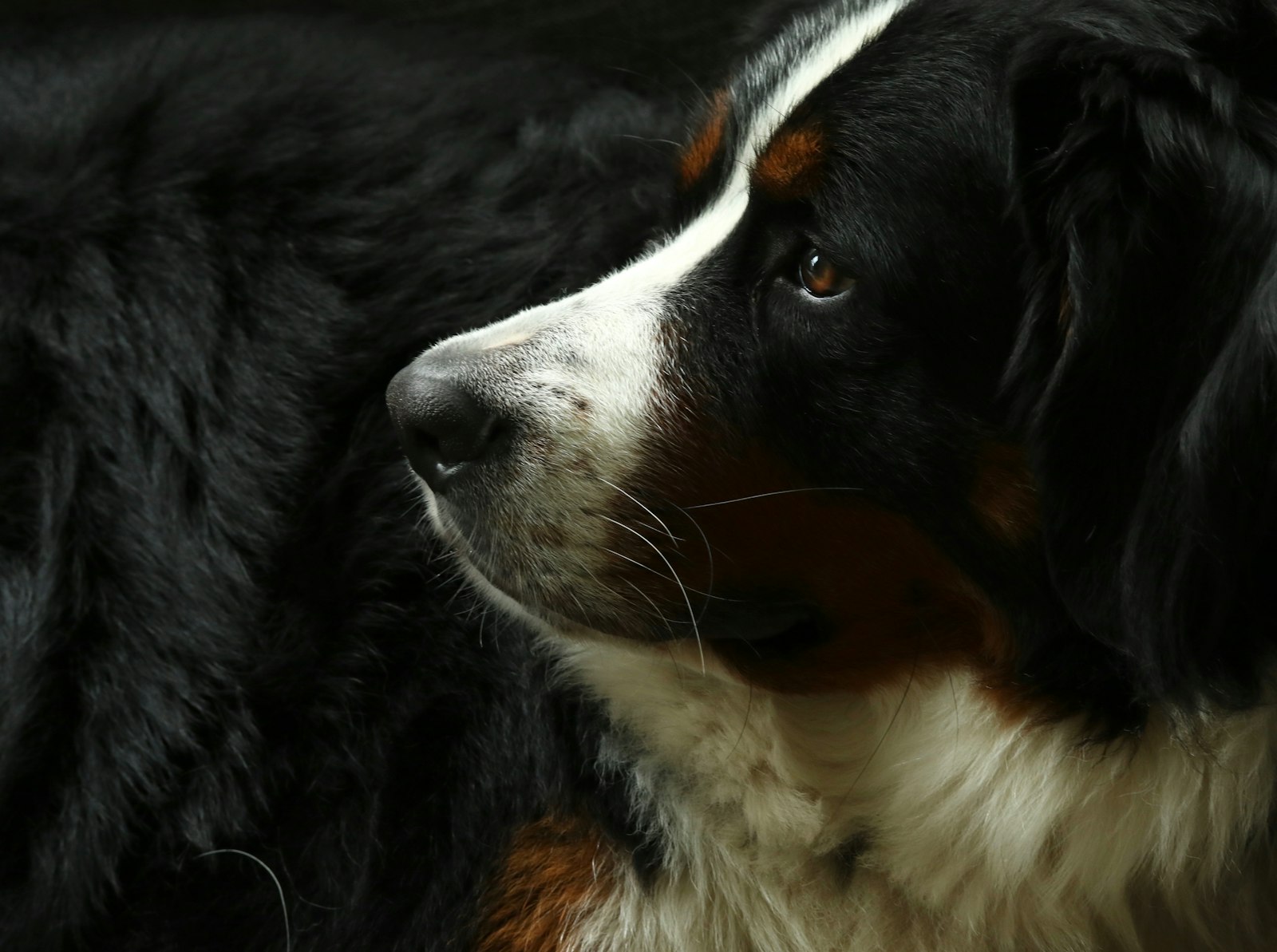 Canon EF-S 60mm F2.8 Macro USM sample photo. Adult st. bernard photography