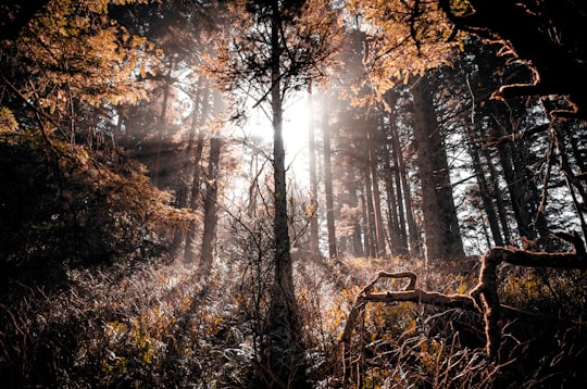 photo of Oregon Forest near Ecola State Park