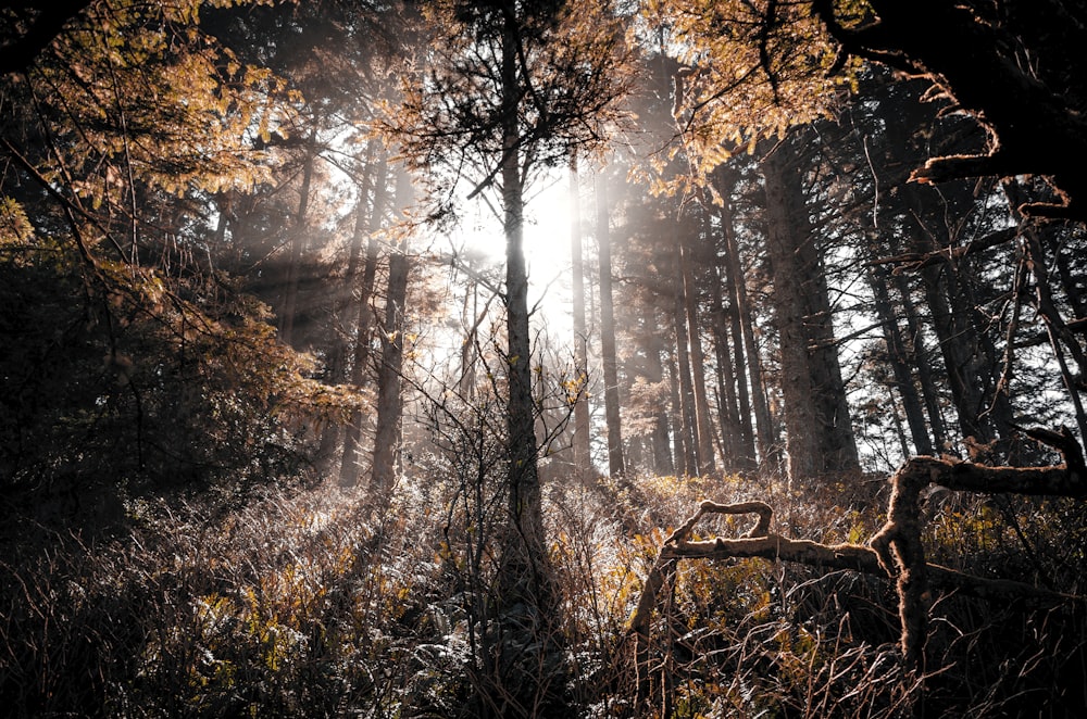 tree silhouette