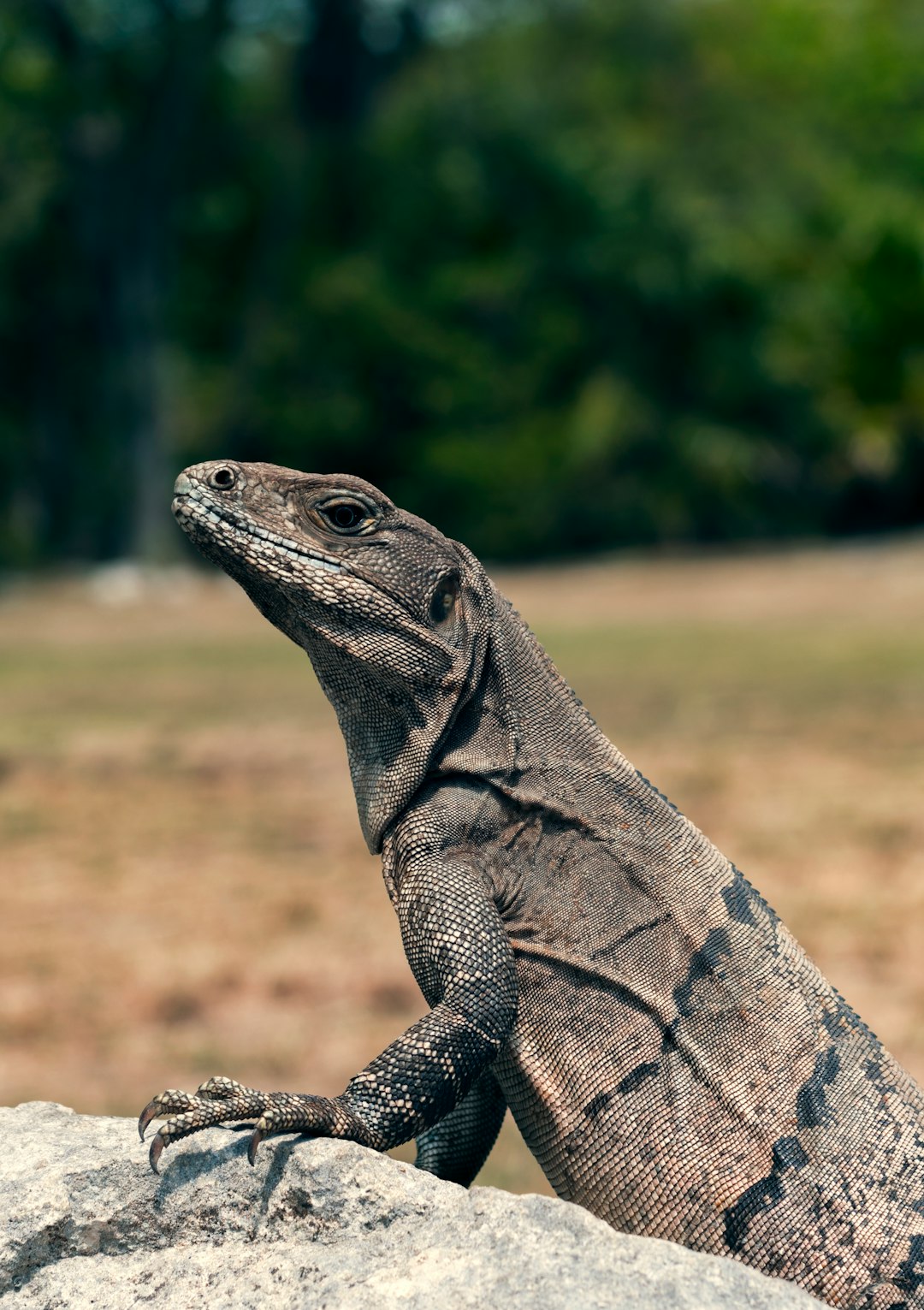 komodo dragon