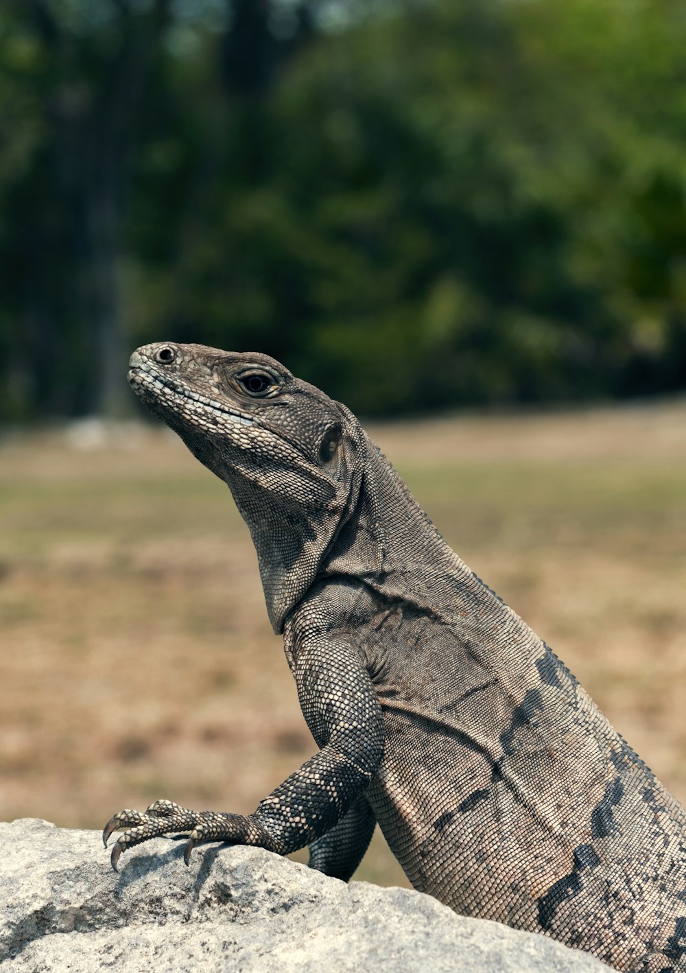 komodo dragon