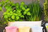 A collection of fresh green herbs in a decorative container, surrounded by colorful small pots in pink, yellow, and white colors.