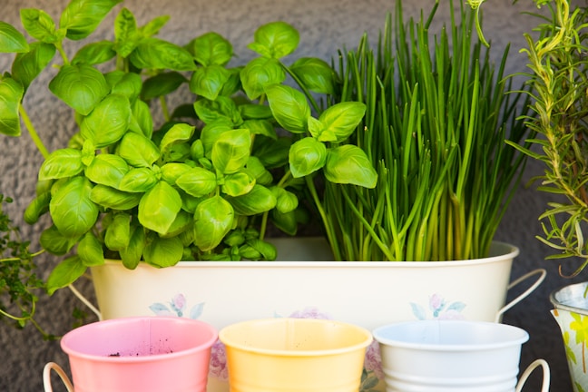 A collection of fresh green herbs in a decorative container, surrounded by colorful small pots in pink, yellow, and white colors.