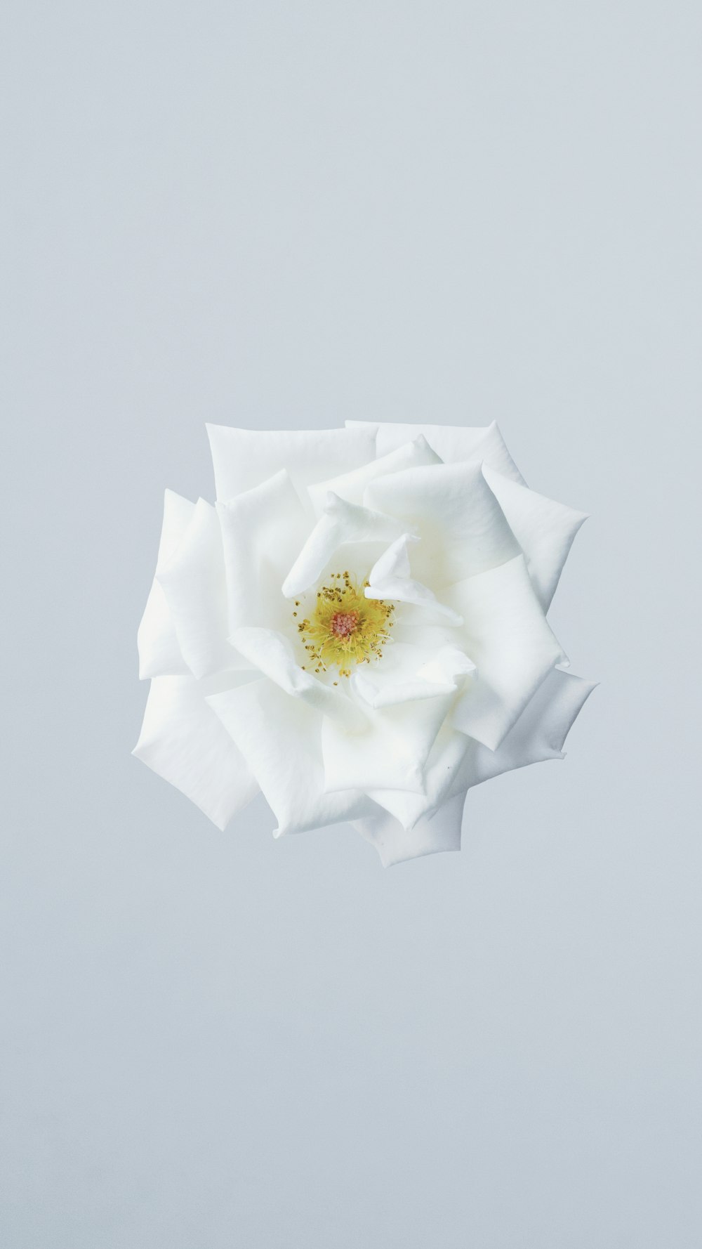 white flower