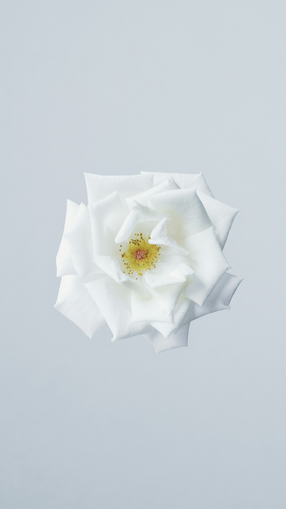 fiore bianco