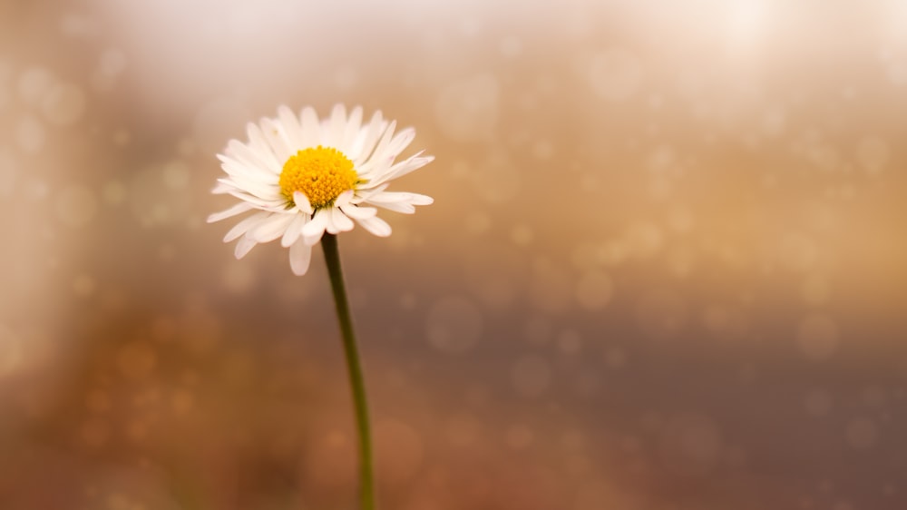 Fotografía de enfoque selectivo de la flor de margarita