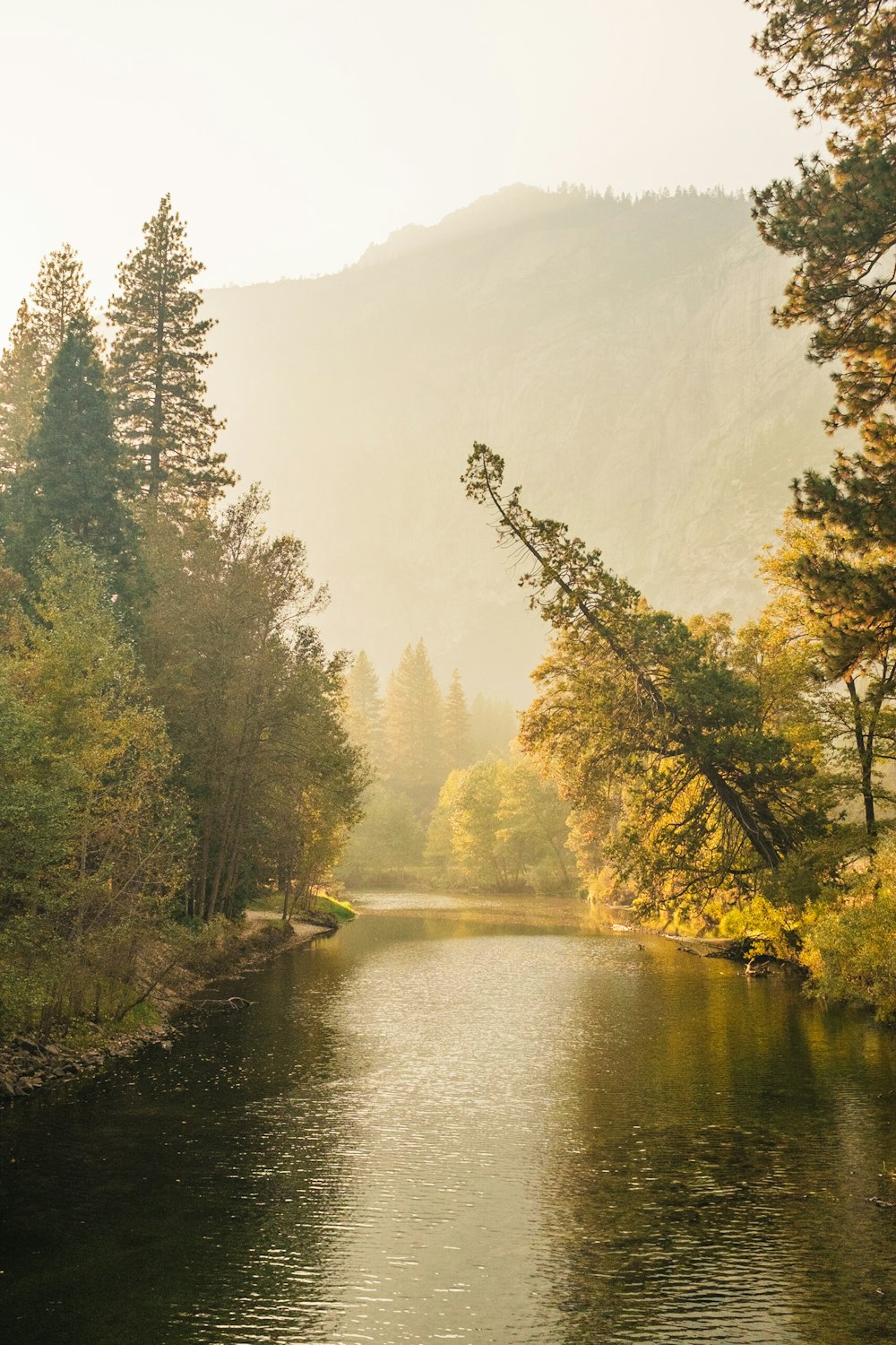 river between trees near mountain during daytime