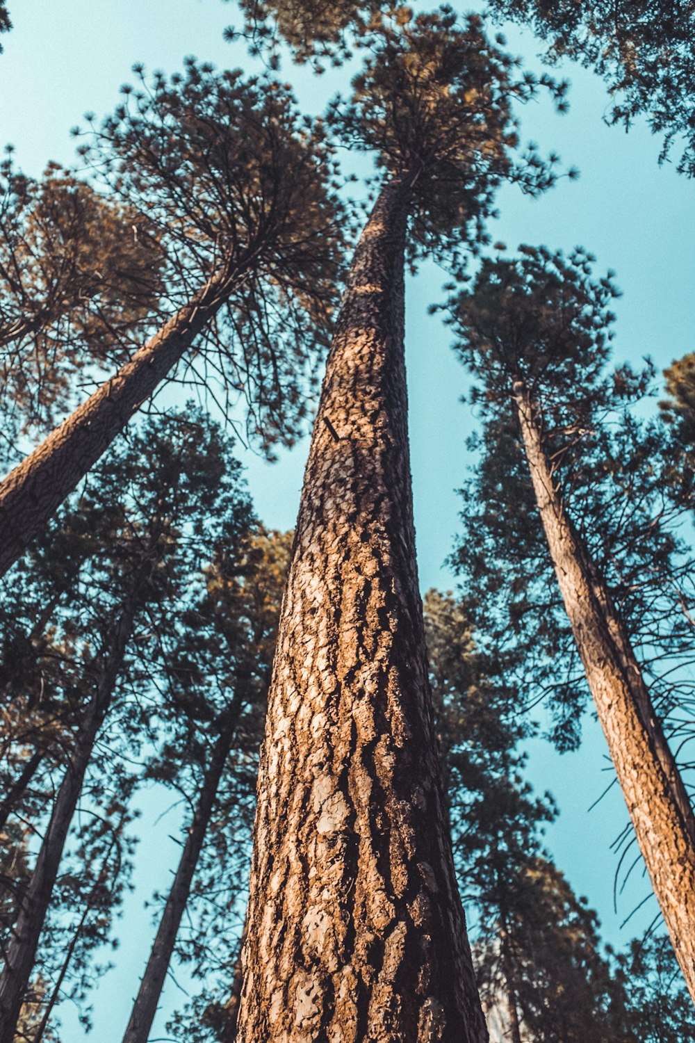 worm's eye view photography of trees