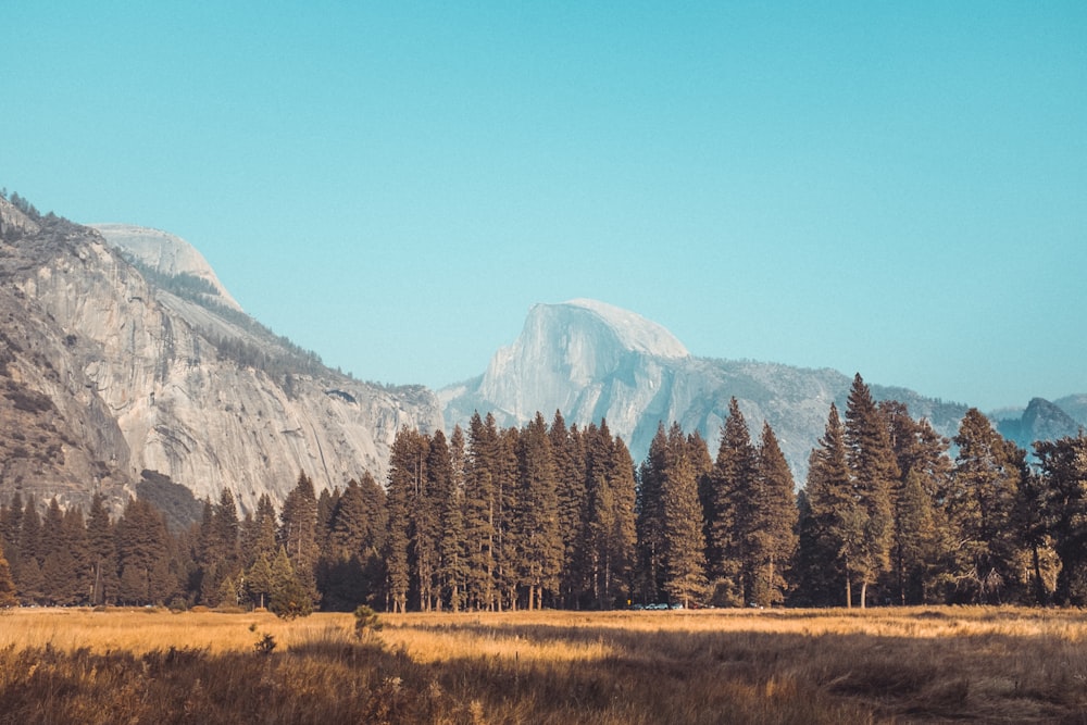 forest and mountain range during daytime