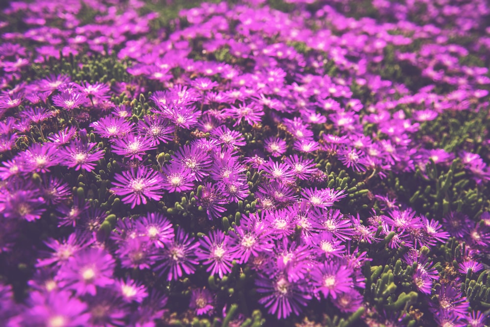 field of purple lantana flowers