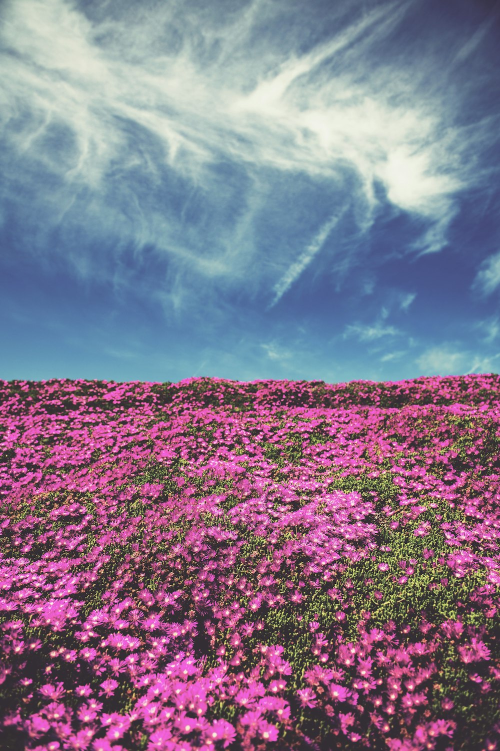 pink petaled flower field under blue and white skies