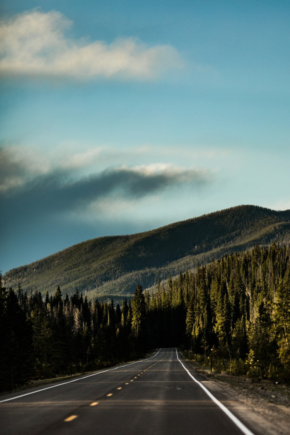 Carretera de asfalto gris rodeada de árboles