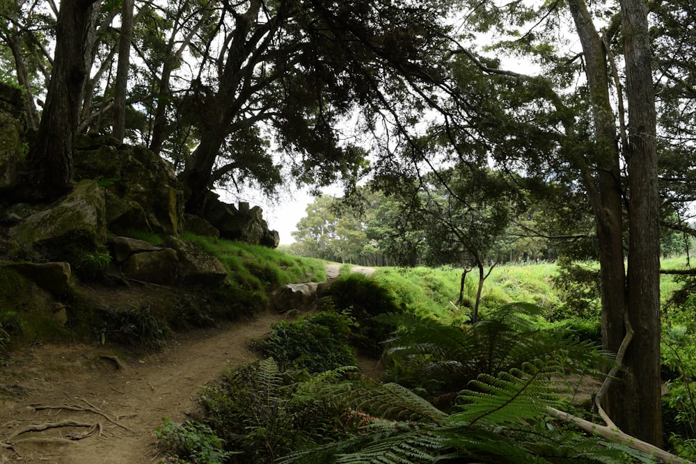 forest trail with lots of trees