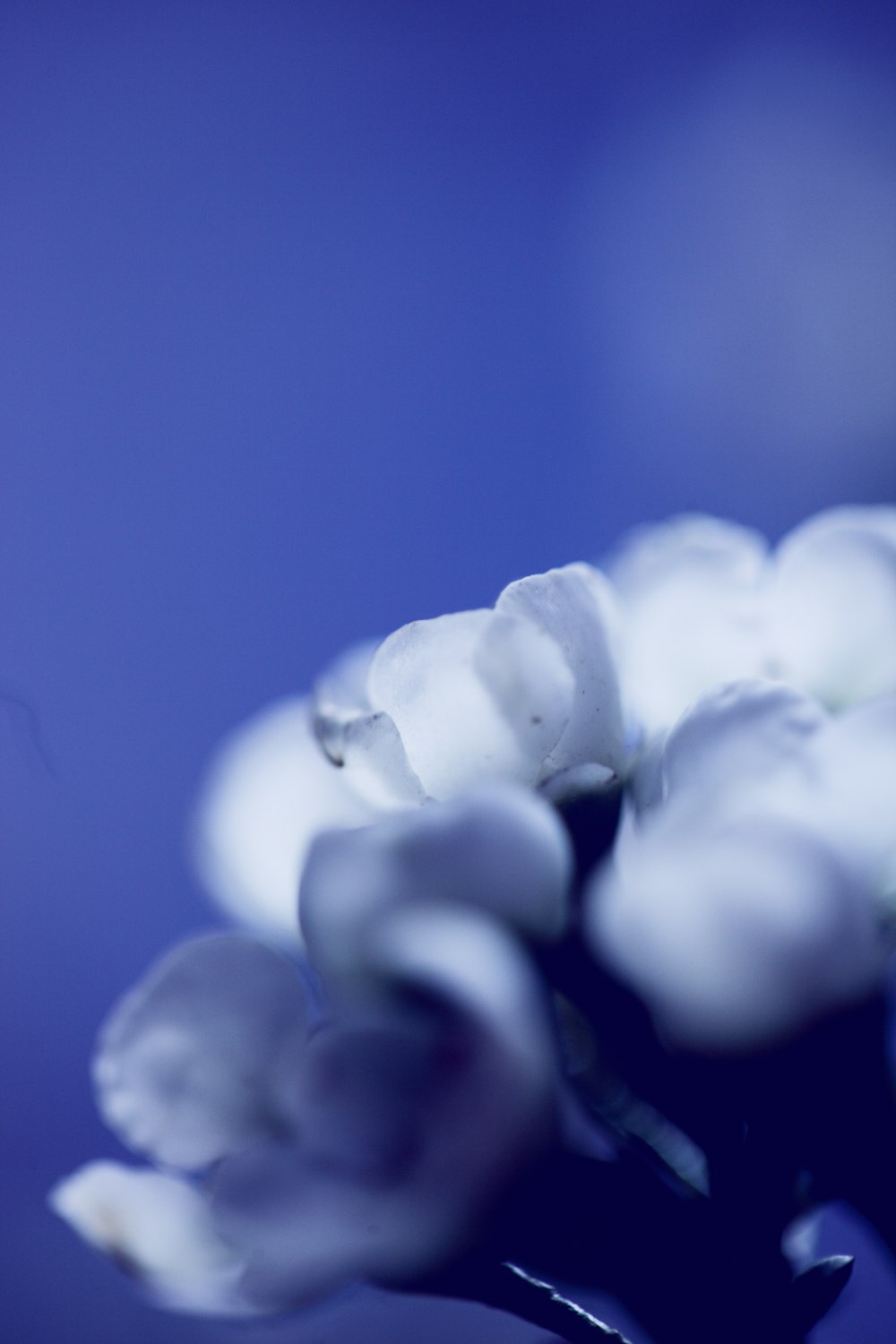 흰 꽃잎 꽃의 선택적 초점 사진