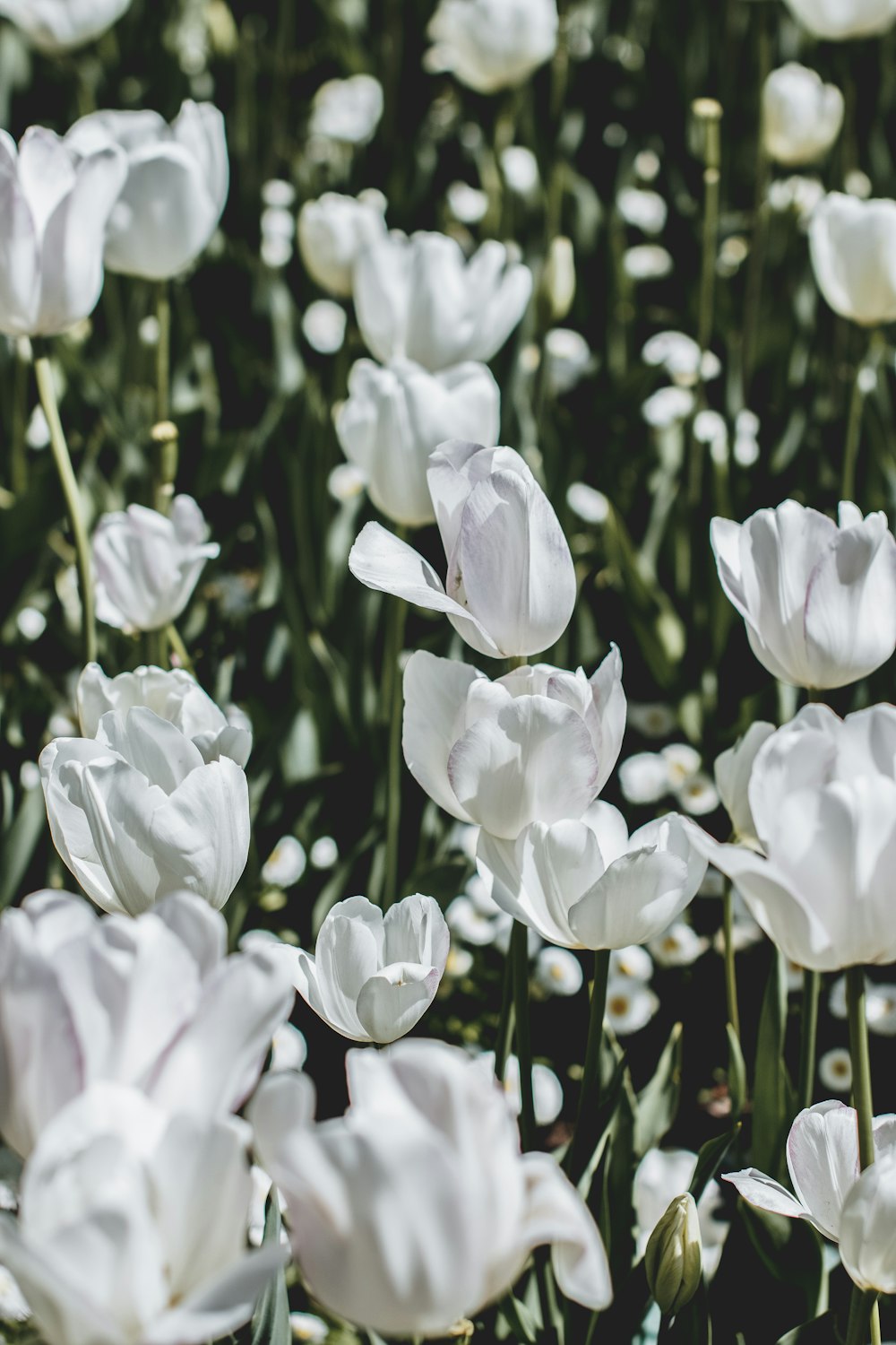 bed of white tulip flowers