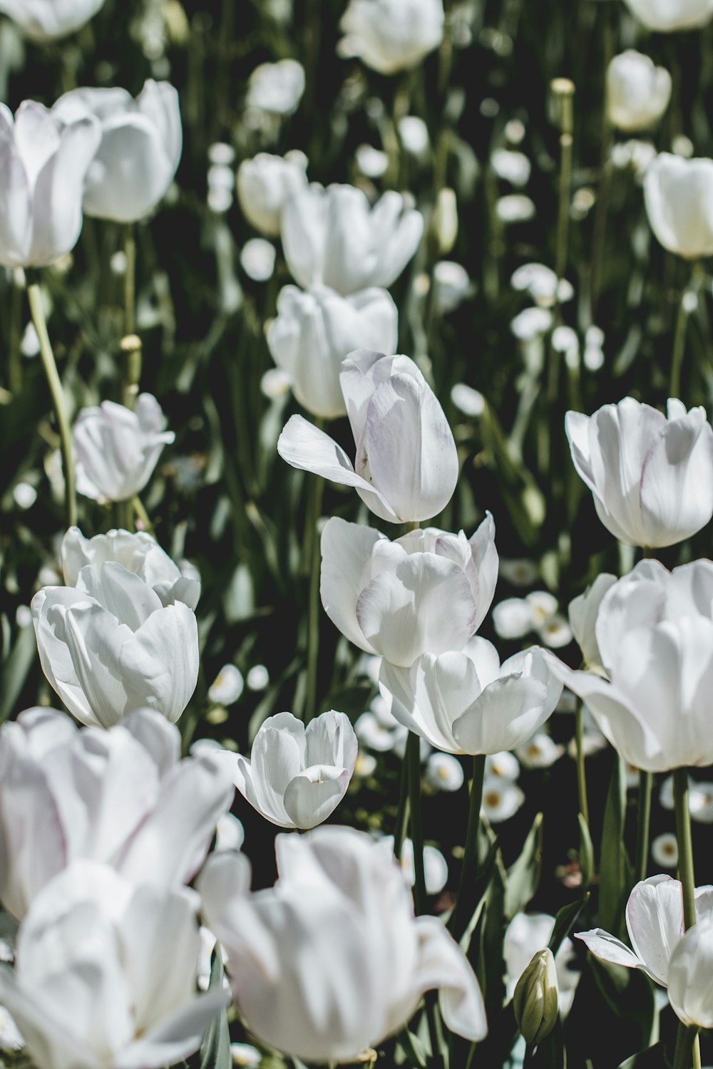 cama de flores brancas da tulipa