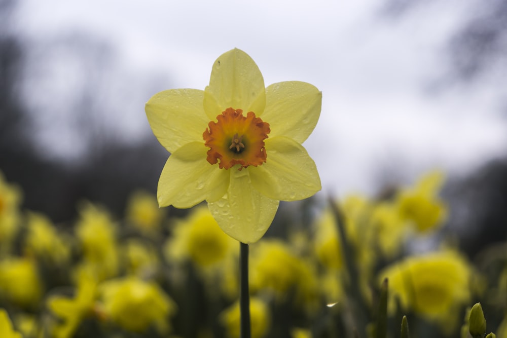 depth of field photography of yellow flower