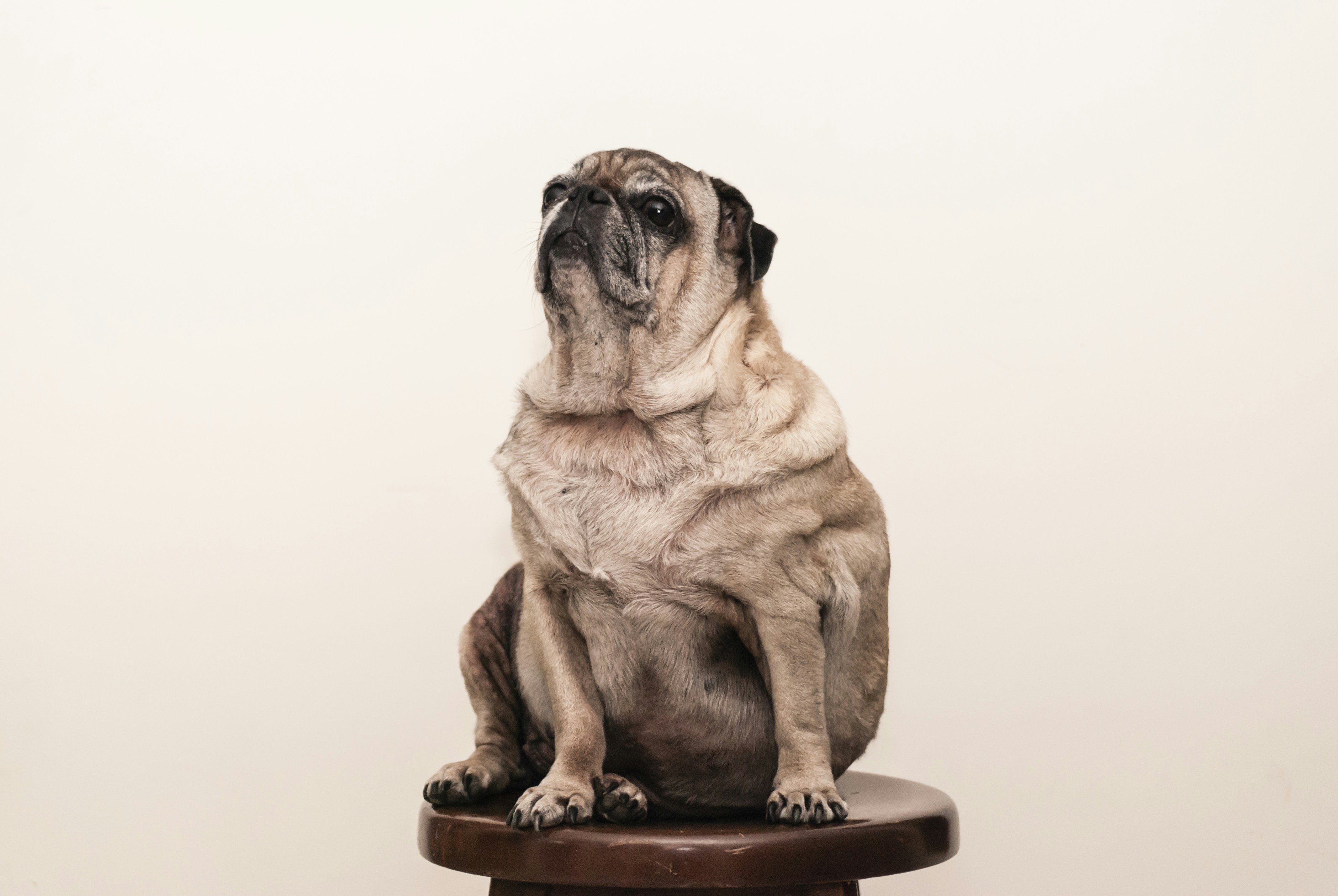The Power of Touch in Dog Health