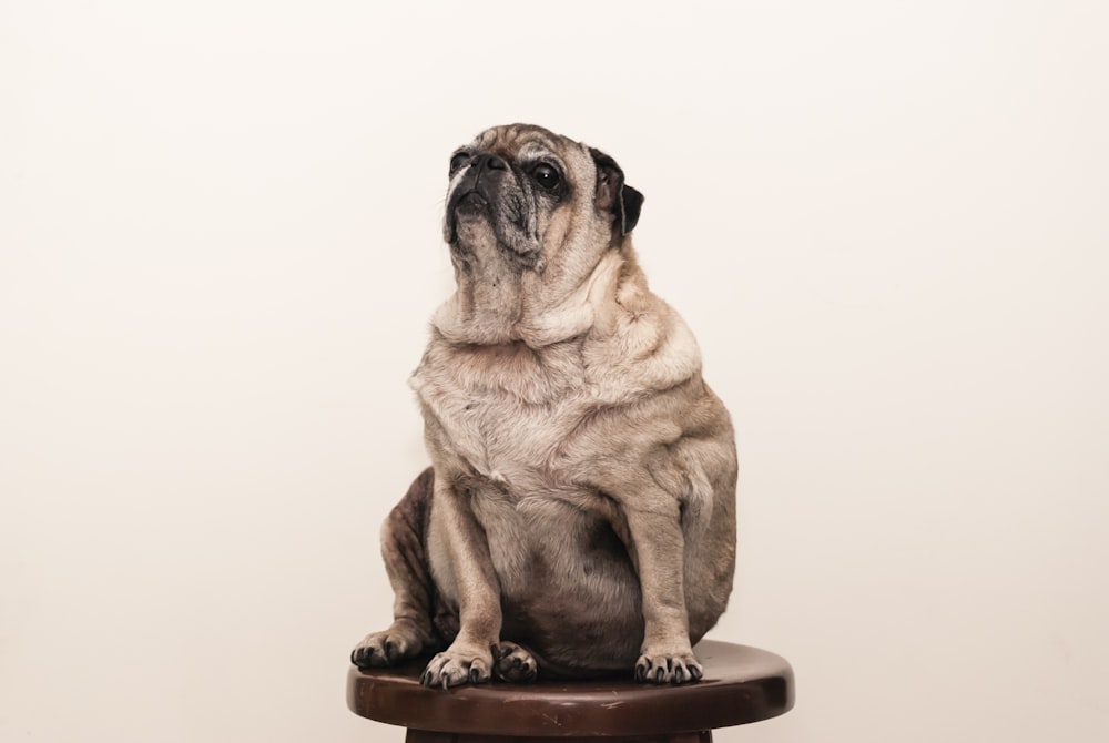 Adult Fawn Pug Sitting On Couch Photo Free Dog Image On Unsplash