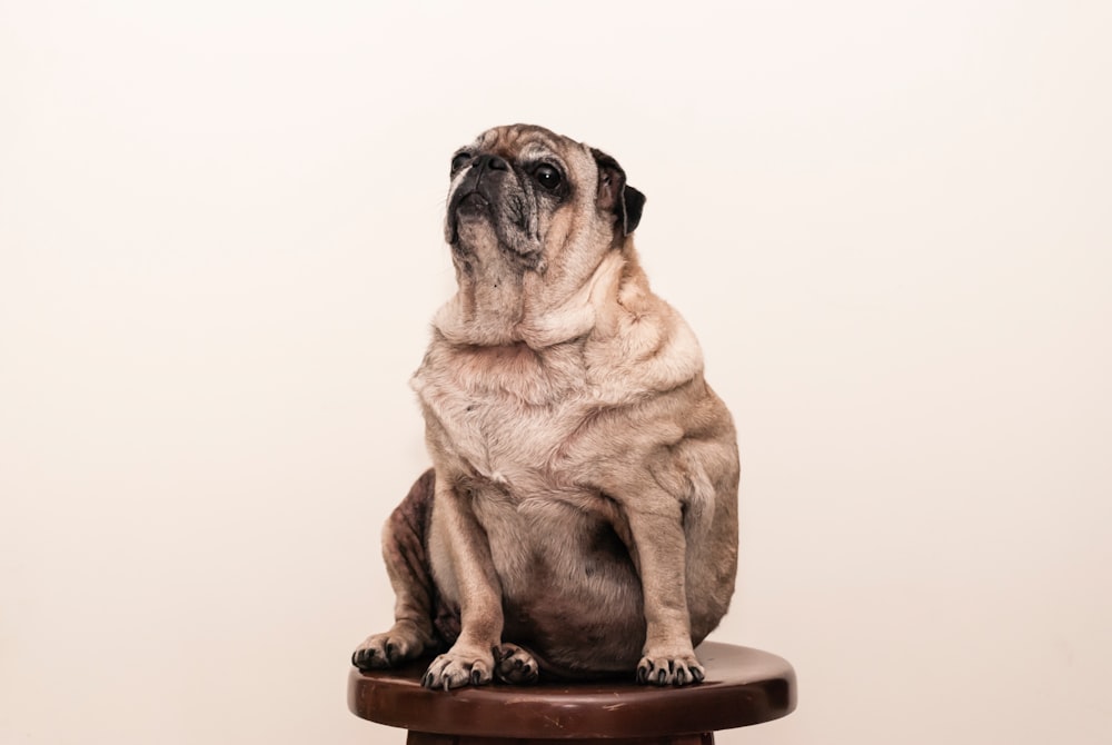 tan pug on brown wooden stool