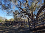 A rustic fence bordering a sunlit pasture with grazing animals.