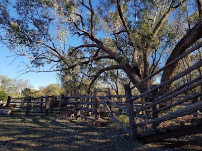 A rustic fence bordering a sunlit pasture with grazing animals.
