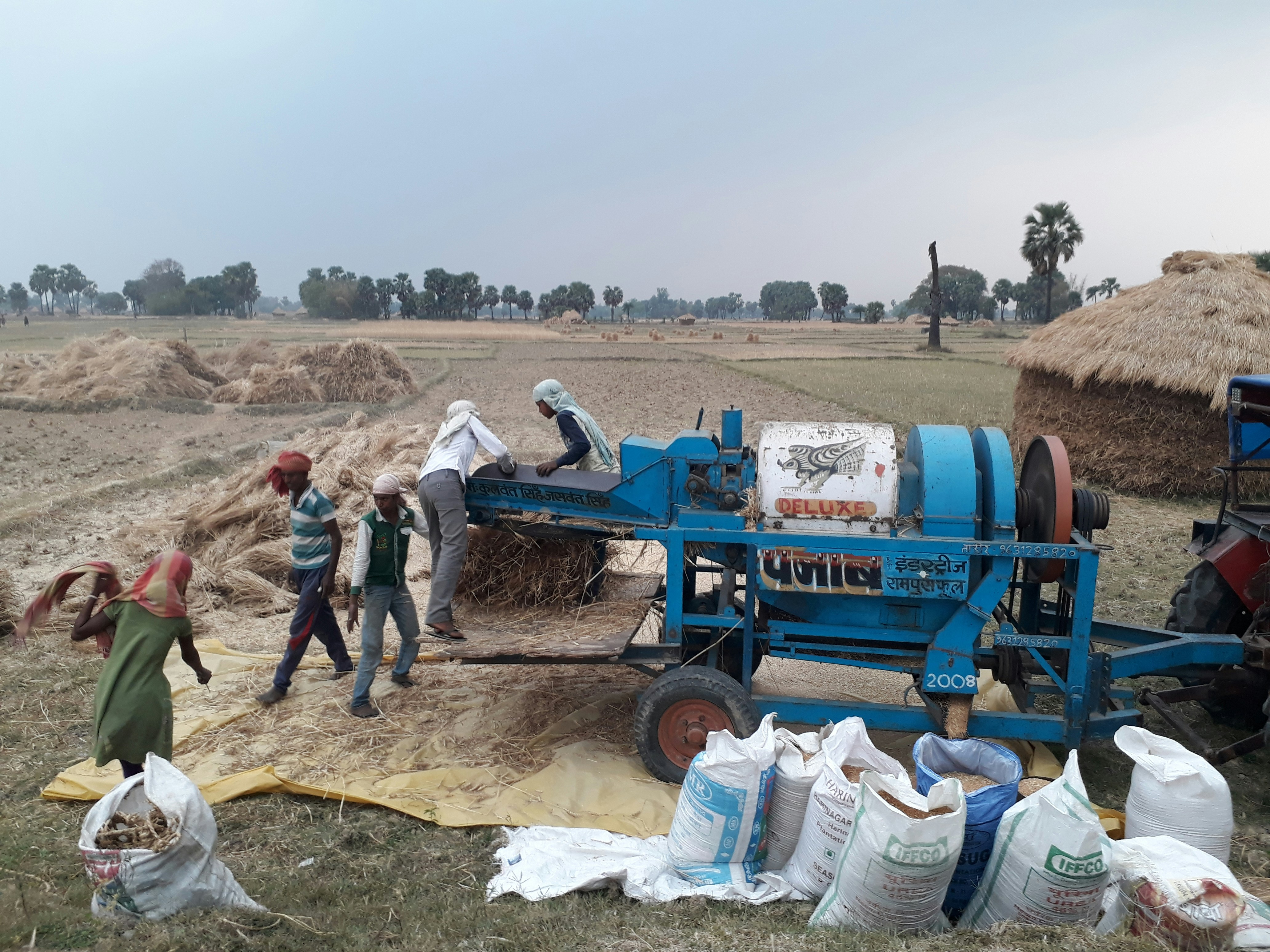 Yellow corn thresher machine in agricultural field