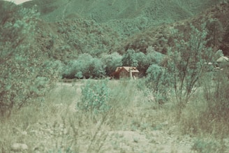 A serene tiny home surrounded by lush greenery and trees.