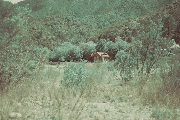 A serene tiny home surrounded by lush greenery and trees.