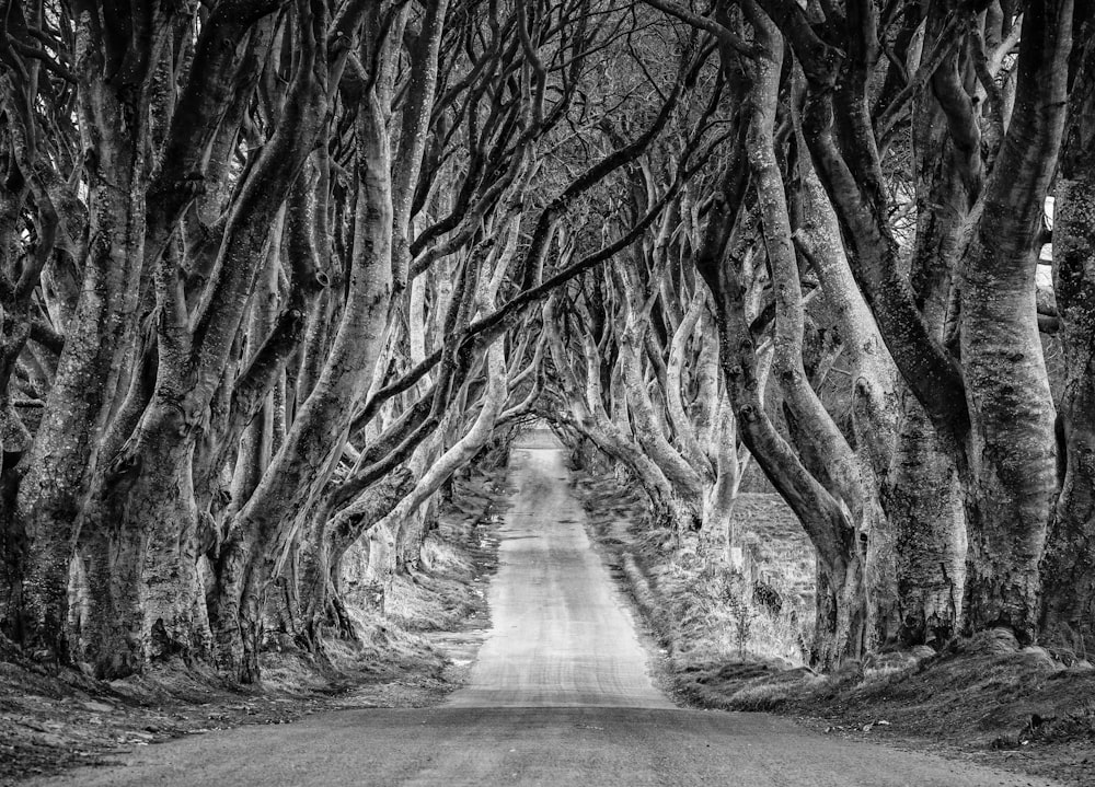 uma foto em preto e branco de uma estrada ladeada de árvores
