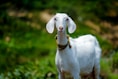 selective focus photography of white goat