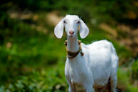 Kambing Kambing