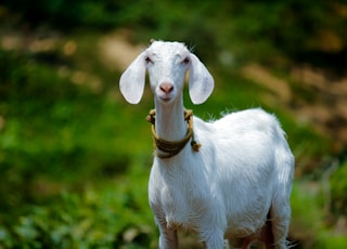 selective focus photography of white goat