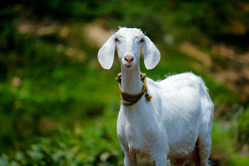 selective focus photography of white goat