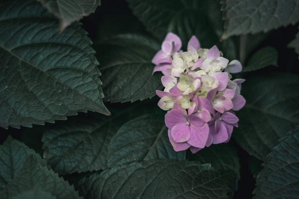 purple flower with green leaves