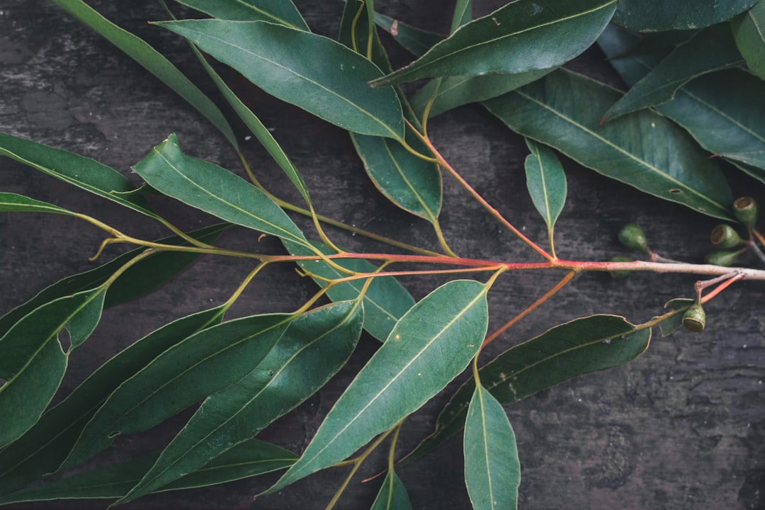 green leaf plant during daytime