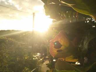 A close-up of peepal leaves glowing in sunlight with a temple in the background.