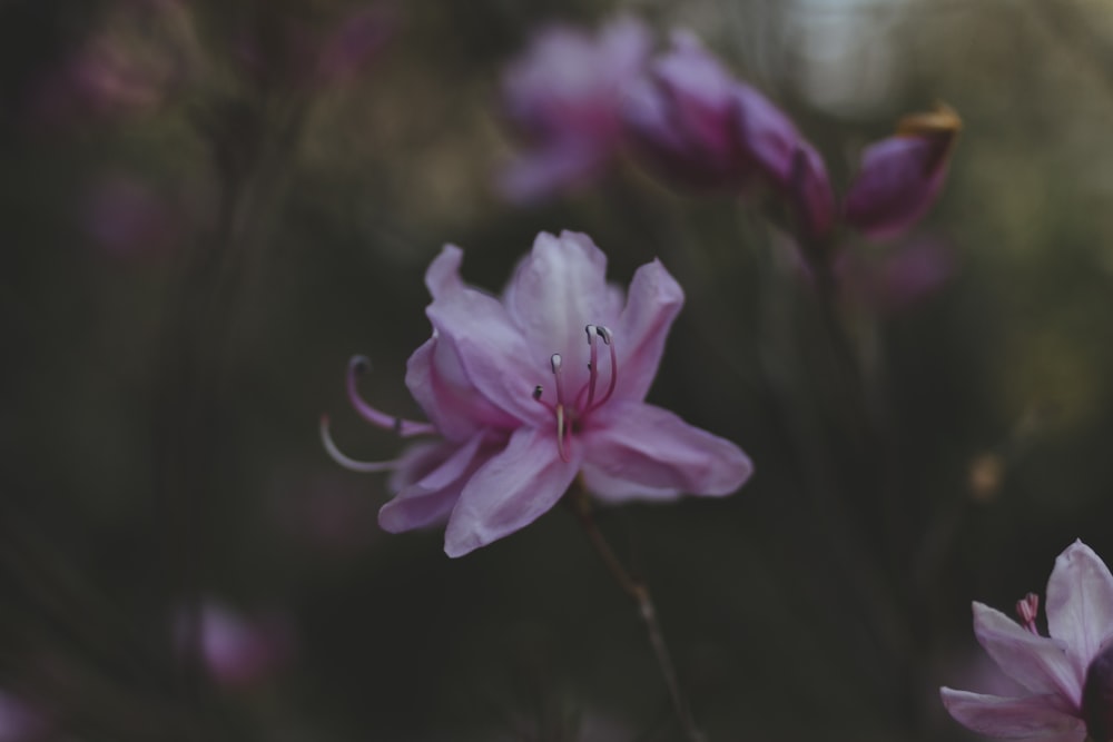 flor de pétalos rosados