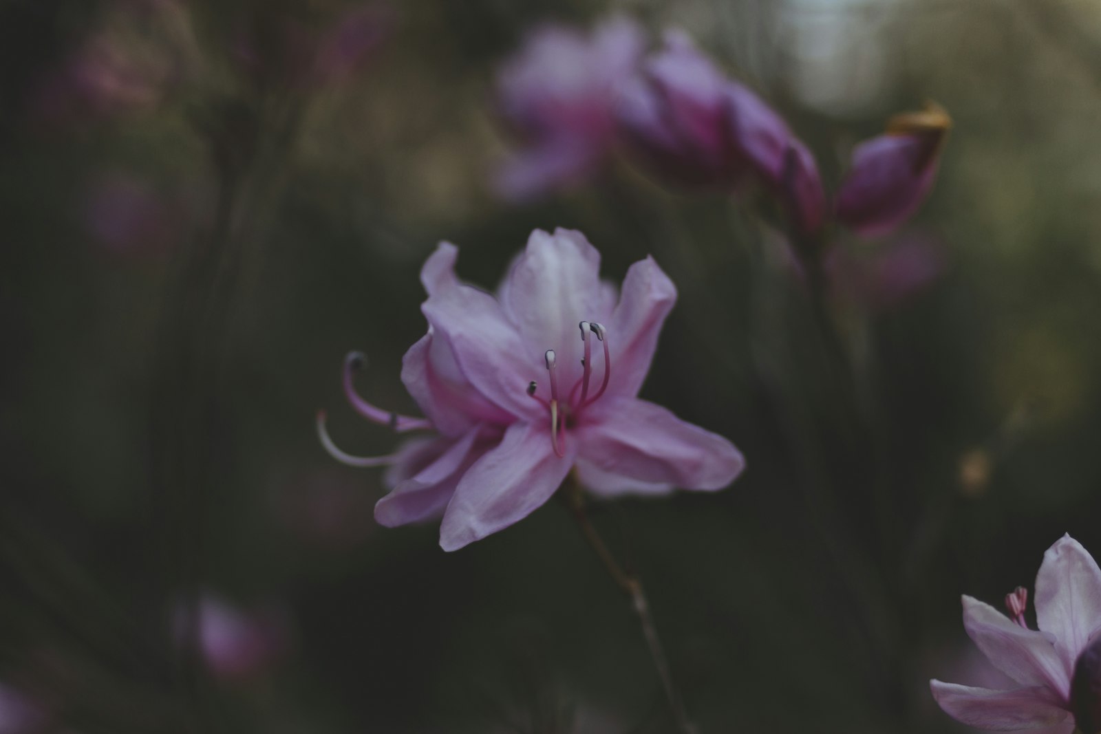 ZEISS Distagon T* 35mm F2 sample photo. Pink petaled flower photography