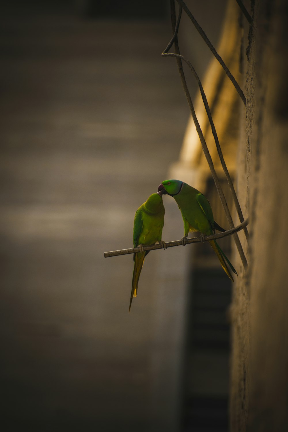 two rose-ringed parakeets perched on metal bar