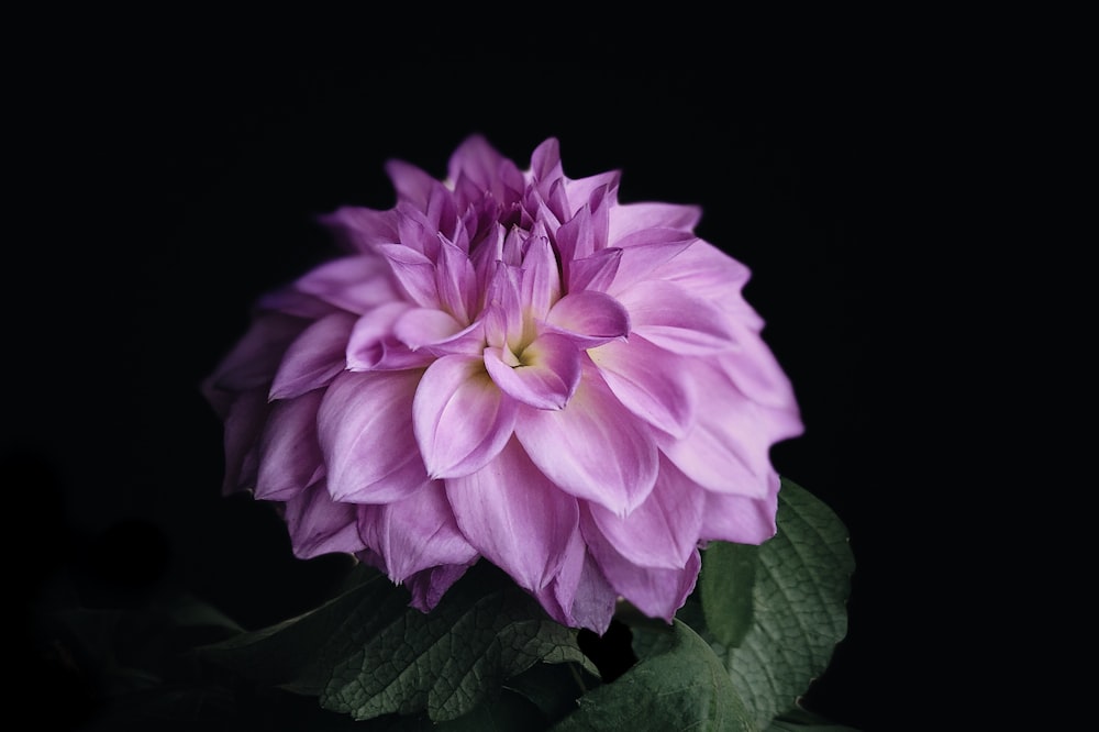 purple and white flower