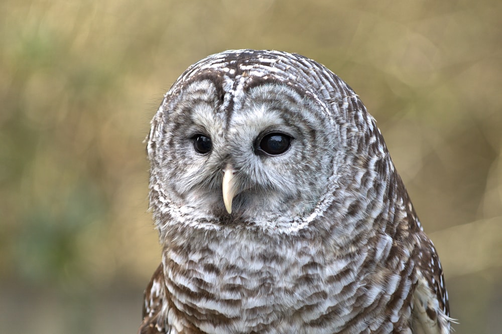selective focus photograph of gray and brown owl