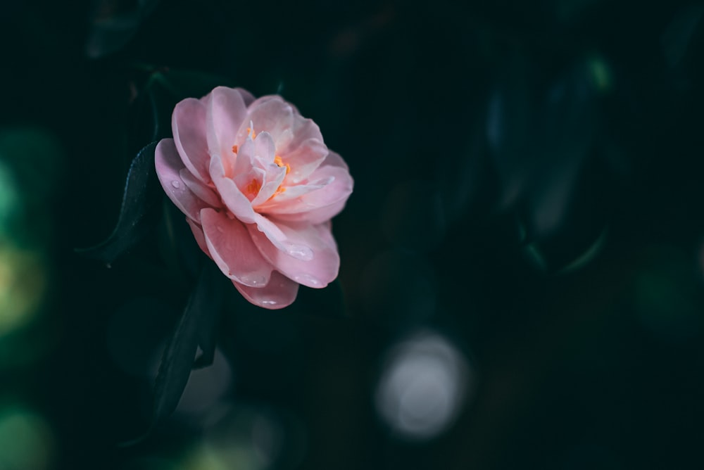 Fotografia a fuoco selettiva di un fiore dai petali rosa