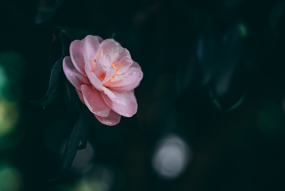 selective focus photography of pink petaled flower