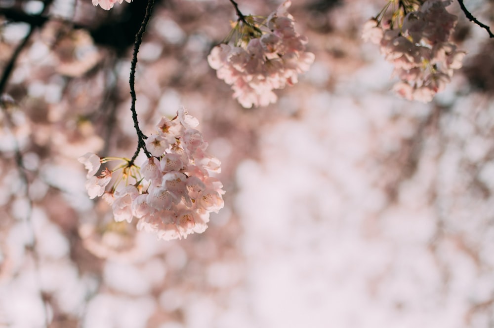 close up photo of white petaled flower